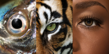 Animal Sentience Study Forces Ethics Overhaul